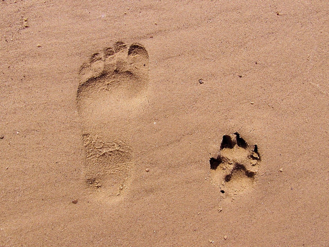 footprint, nature, sand, footprints, beach, track, paw, paw print