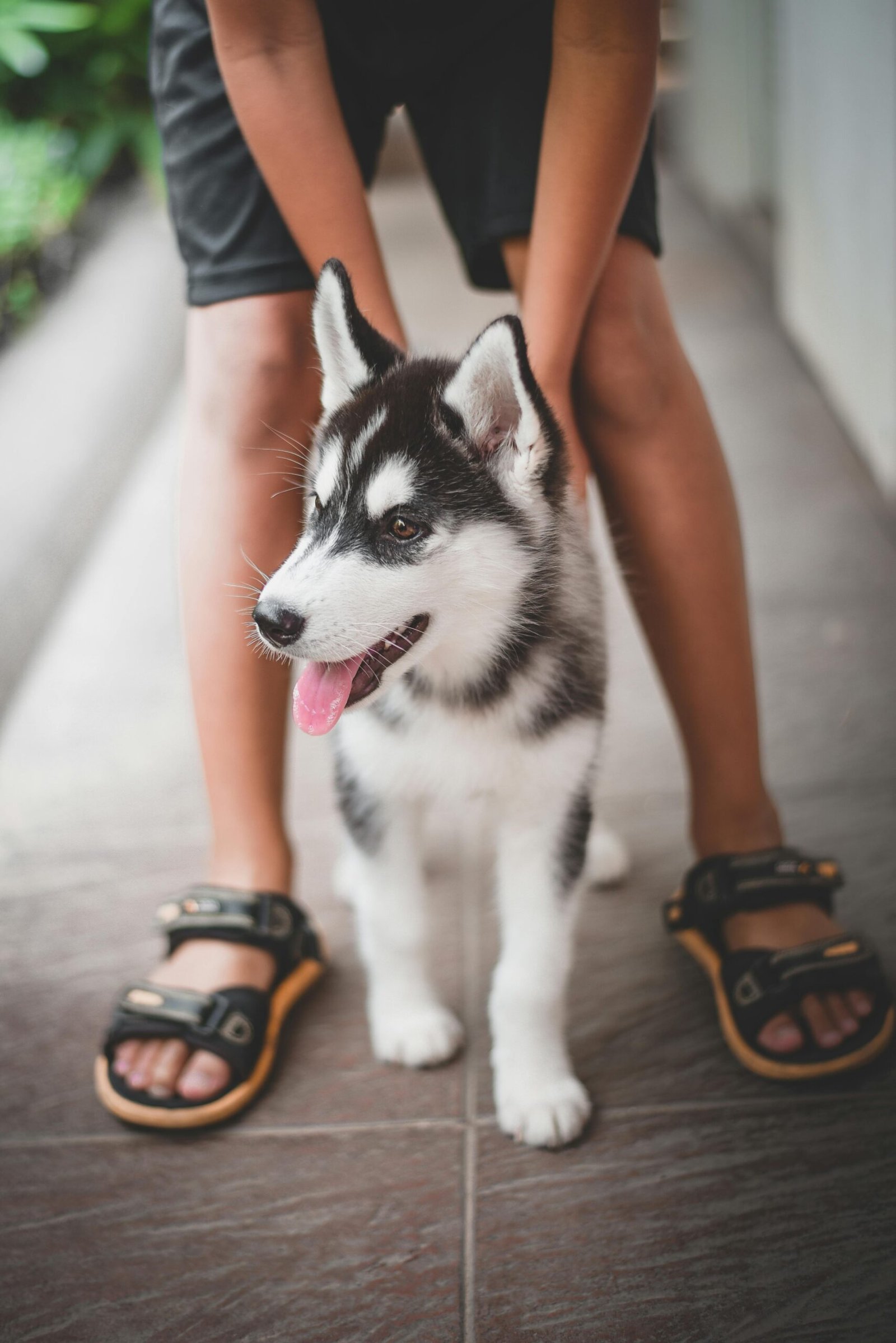A cute Siberian Husky puppy standing with its owner outdoors, displaying playful energy.